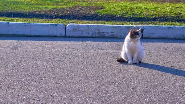 Sokak rengindeki evsiz kedi
