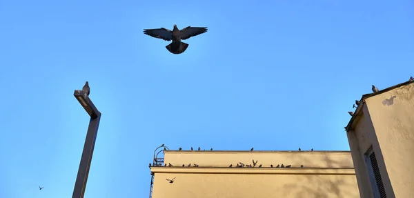 Straßentaube Flug Blauer Himmel — Stockfoto