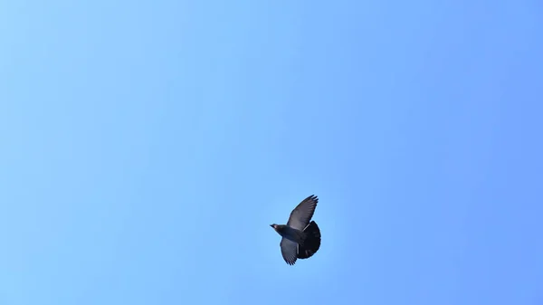 Street Pigeon Flight Blue Sky — стоковое фото