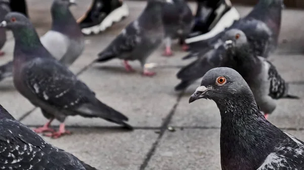 Sokak güvercini sürüsü. Yumuşak odaklanın.