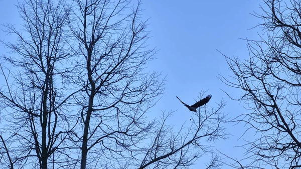 木の枝を背景に飛び立つ — ストック写真