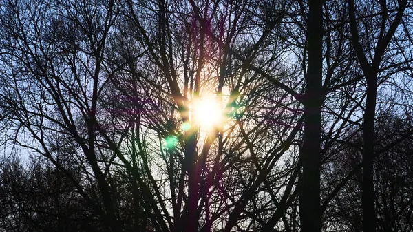 Rays Sun Tree Branches Color — Stock Photo, Image