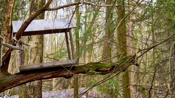 homemade bird feed in wild forest