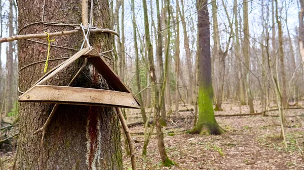 homemade bird feed in wild forest