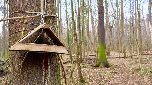 Pasza Dla Ptaków Domowej Roboty Dzikim Lesie — Zdjęcie stockowe