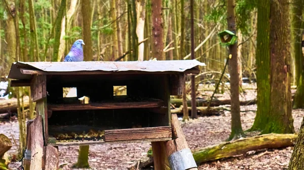 homemade bird feed in wild forest