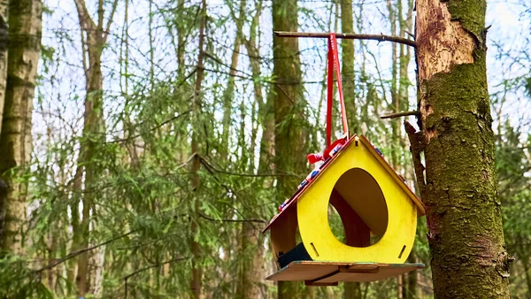 homemade bird feed in wild forest