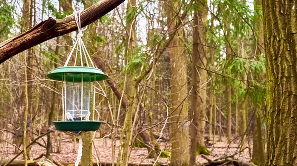 Домашнє Харчування Птахів Дикому Лісі — стокове фото