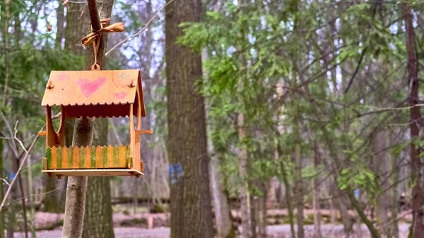 homemade bird feed in wild forest