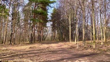 Banliyödeki sonbahar ormanı rengi