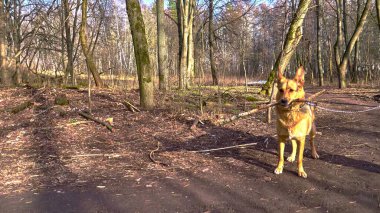 Parkta dişlerinde sopa olan bir köpek.