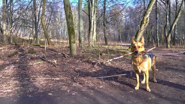 Parkta dişlerinde sopa olan bir köpek.
