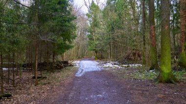 Banliyödeki sonbahar ormanı rengi
