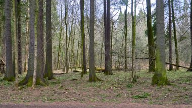 Banliyödeki sonbahar ormanı rengi