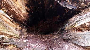 çift glylo de tree rengi