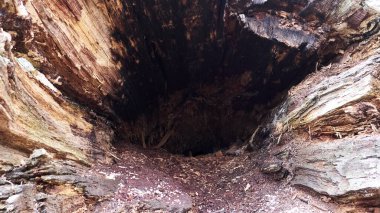 çift glylo de tree rengi