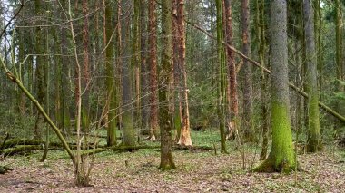 Banliyödeki sonbahar ormanı rengi