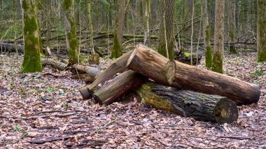 Banliyödeki sonbahar ormanı rengi
