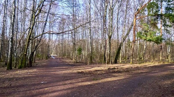 Herbstwald Der Vorstadt — Stockfoto