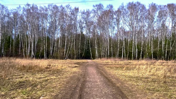 autumn forest in the suburbs color