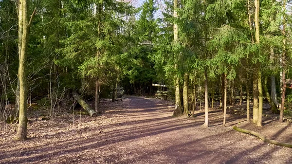 Herbstwald Der Vorstadt — Stockfoto