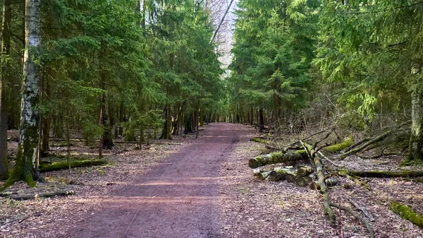 Herbstwald Der Vorstadt — Stockfoto