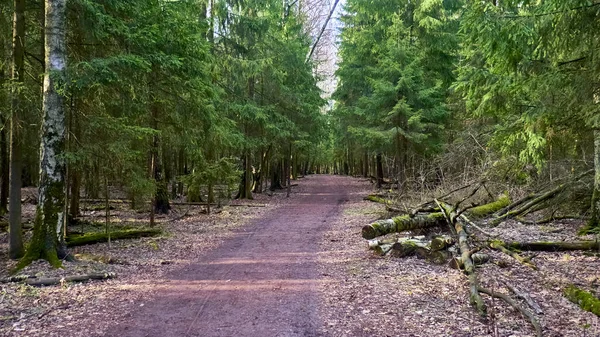 Herbstwald Der Vorstadt — Stockfoto