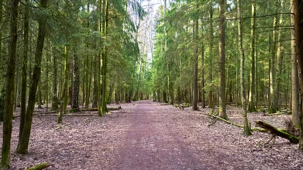 Herbstwald Der Vorstadt — Stockfoto