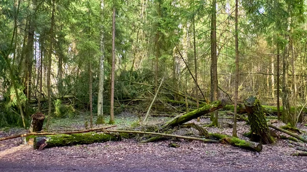 Herbstwald Der Vorstadt — Stockfoto