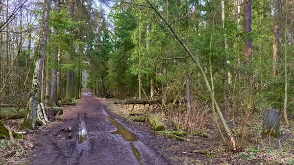 Herbstwald Der Vorstadt — Stockfoto