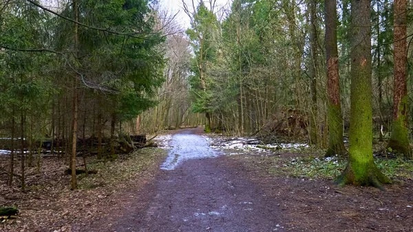 Herbstwald Der Vorstadt — Stockfoto