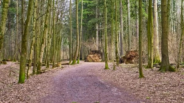 Forêt Automne Dans Banlieue Couleur — Photo