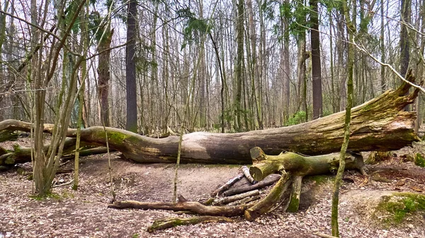 Floresta Outono Cor Dos Subúrbios — Fotografia de Stock