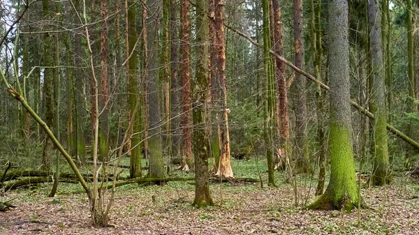 Banliyödeki sonbahar ormanı rengi