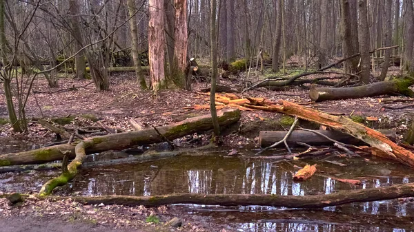 Floresta Outono Cor Dos Subúrbios — Fotografia de Stock