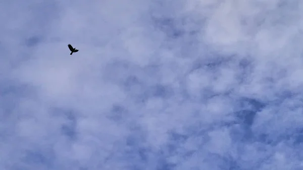 Kuş Gökyüzüne Uçar Mavi Gökyüzüne — Stok fotoğraf