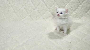Heterokromi rengi beyaz kedi yavrusu.