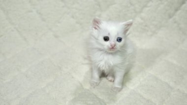 Heterokromi rengi beyaz kedi yavrusu.