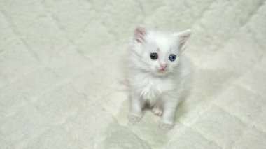 Heterokromi rengi beyaz kedi yavrusu.