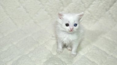Heterokromi rengi beyaz kedi yavrusu.