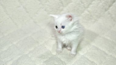 Heterokromi rengi beyaz kedi yavrusu.