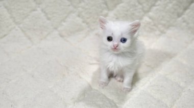 Heterokromi rengi beyaz kedi yavrusu.
