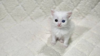 Heterokromi rengi beyaz kedi yavrusu.