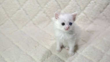 Heterokromi rengi beyaz kedi yavrusu.