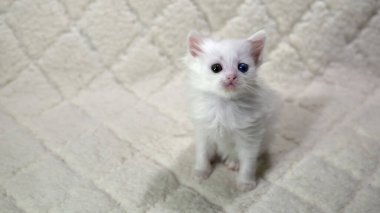 Heterokromi rengi beyaz kedi yavrusu.