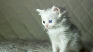Heterokromi rengi beyaz kedi yavrusu.
