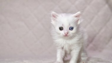 Heterokromi rengi beyaz kedi yavrusu.