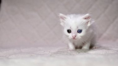 Heterokromi rengi beyaz kedi yavrusu.