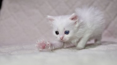 Heterokromi rengi beyaz kedi yavrusu.