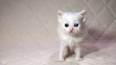 Heterokromi rengi beyaz kedi yavrusu.